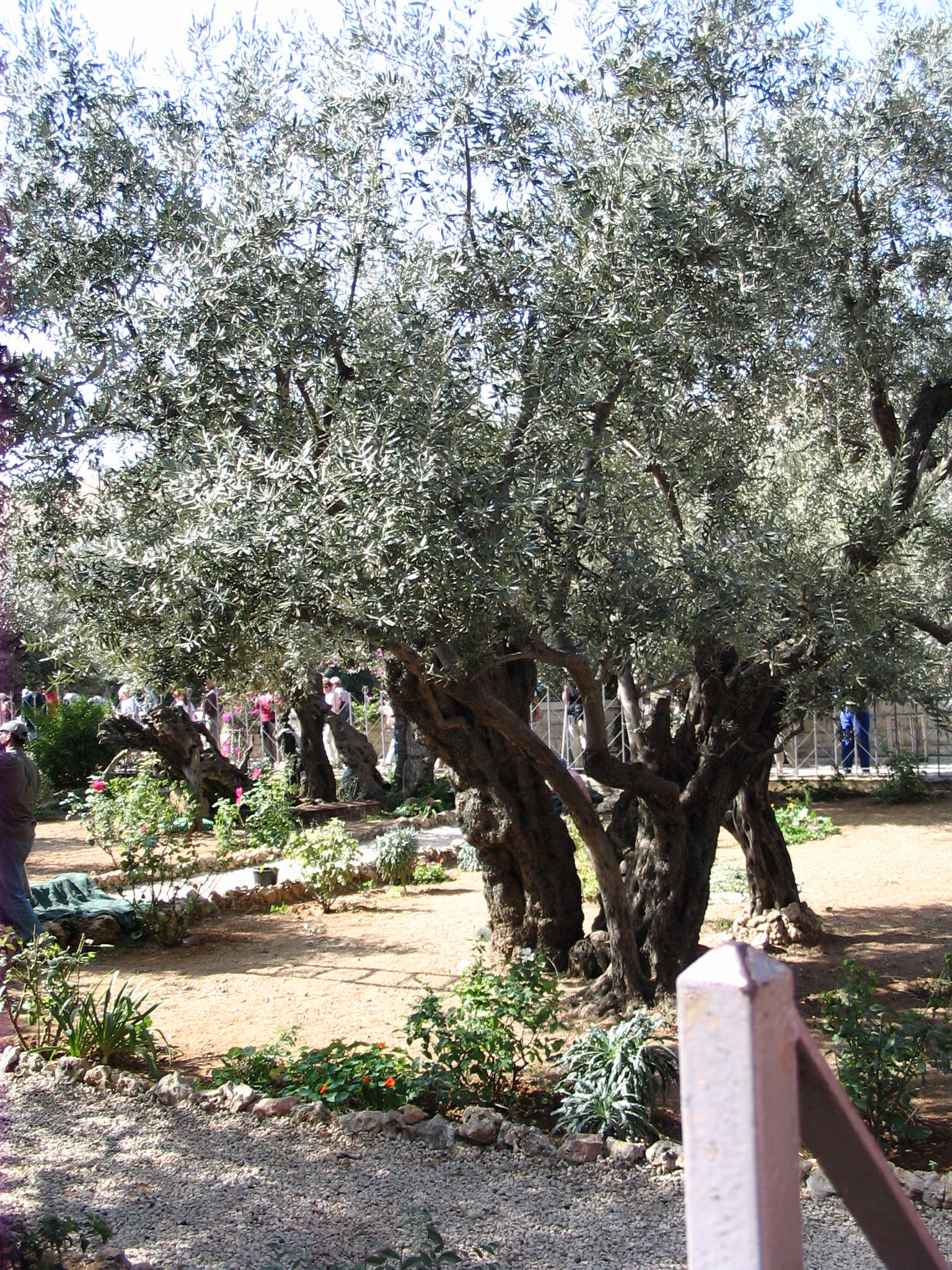 Fig tree in Israel